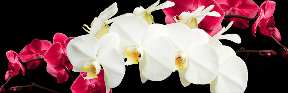 beautiful flowers