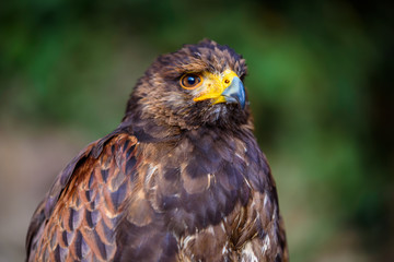 Portrait of golden eagle