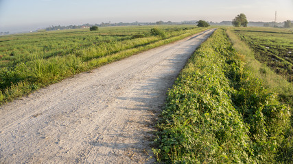 rocky road along paddy field
