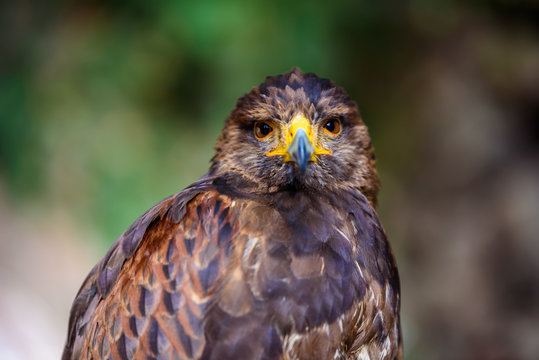 Portrait of golden eagle