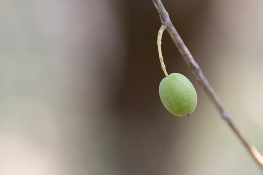 Immature olive, macro image