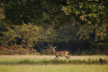 piccolo cerbiatto nel parco
