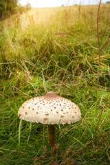 The Parasol Mushroom (Macrolepiota Procera)