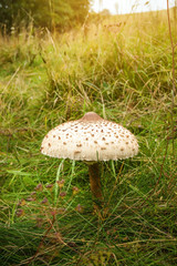 The Parasol Mushroom (Macrolepiota Procera)