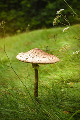 The Parasol Mushroom (Macrolepiota Procera)