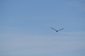 Vogel in Natur © Nina