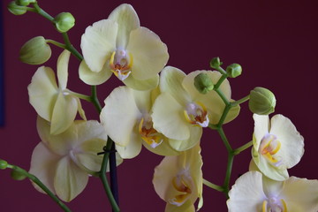 Fototapeta na wymiar Storczyki,Orchidea