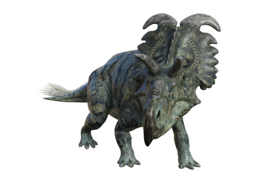 3D Rendering Dinosaur Albertaceratops on White