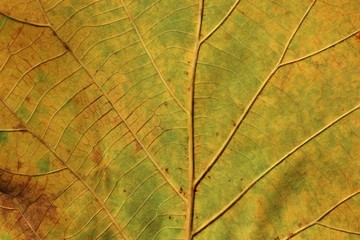 Obraz premium green leaves