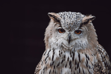 Eurasian Eagle Owl (Bubo Bubo) sitting on the stump, close-up, wildlife photo