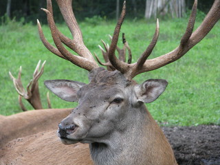 The Big Deer