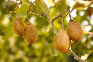 Kiwi fruit on the tree