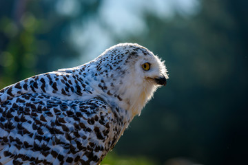 Eurasian Eagle Owl (Bubo Bubo) sitting on the stump, close-up, wildlife photo