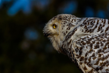 Eurasian Eagle Owl (Bubo Bubo) sitting on the stump, close-up, wildlife photo