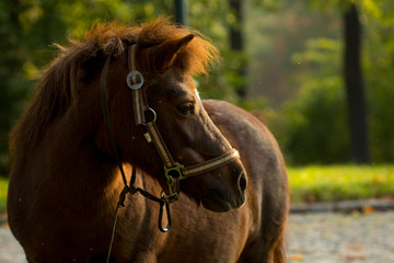 Obraz premium A horse grazing on the castle of Spilberk. Mini horse. Brno czech republic.