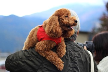 A man in black jacket is holding his brown poodle dog in red cover and spends time on the background of the mountain and lake in autumn. 