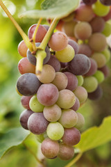 Large bunches of black grapes ripen against a background of greenery