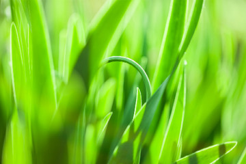 Grass. Vector illustration.