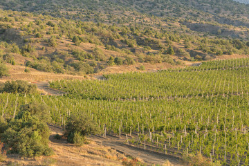 Fototapeta na wymiar the vineyard is in the highlands, the landscape, the large square, the morning light