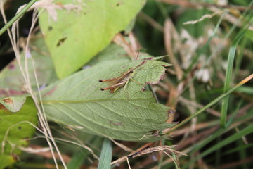 grasshopper