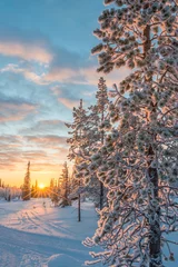 Fototapeten Verschneite Landschaft bei Sonnenuntergang, gefrorene Bäume im Winter in Saariselka, Lappland, Finnland © Delphotostock