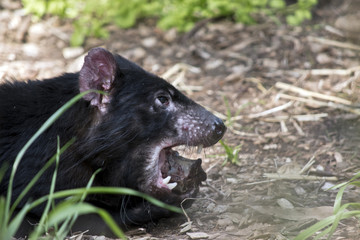Tasmanian Devil