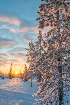 Fototapeta Śnieżny krajobraz przy zmierzchem, zamarznięci drzewa w zimie w Saariselka, Lapland, Finlandia