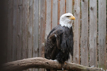 bald eagle