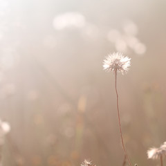vintage field dandelion flower. Nature outdoor autumn photo