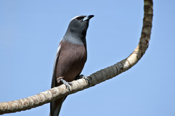white browed woodswallow