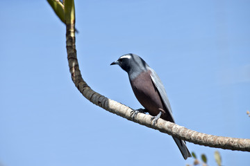 white browed woodswallow