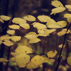 vintage yellow autumn leaves nature background