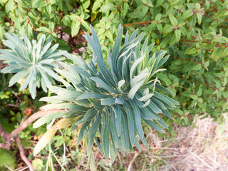 prickly leafed green plant pattern outside close up