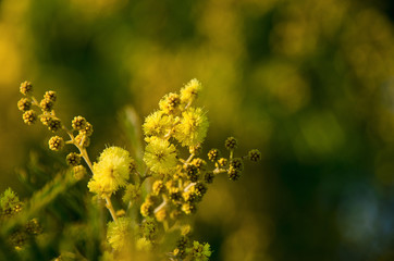 Mimosa