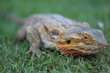 bearded dragon