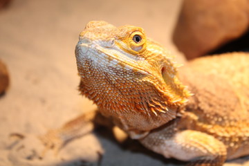 bearded dragon