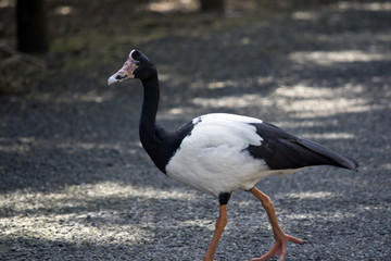 magpie goose