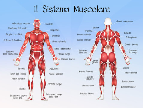 The muscolar system