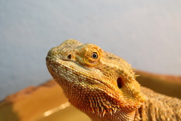 bearded dragon