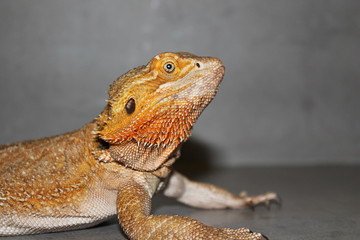 bearded dragon