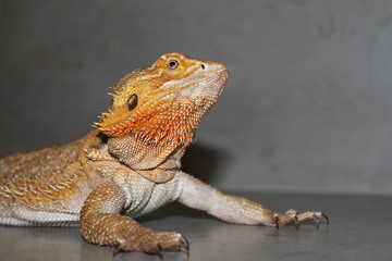 bearded dragon
