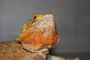 bearded dragon