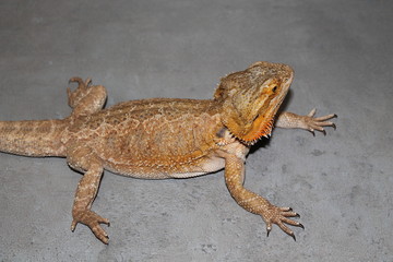 bearded dragon