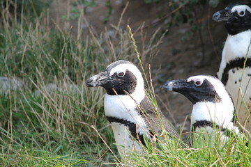 penguin