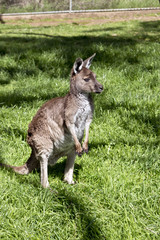 kangaroo-Island kangaroo joey