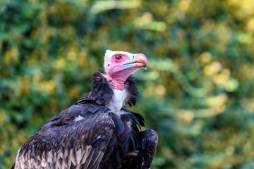 Portrait of vulture - beautiful wildlife bird