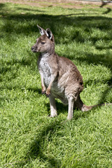 kangaroo-Island kangaroo joey
