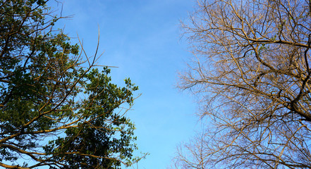 Dead tree in the blue sky