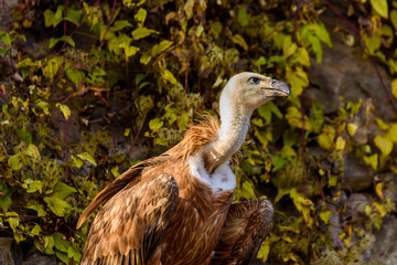 Portrait of vulture - beautiful wildlife bird