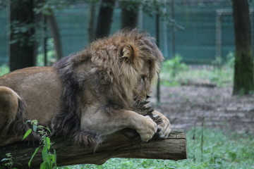 Naklejka premium lion